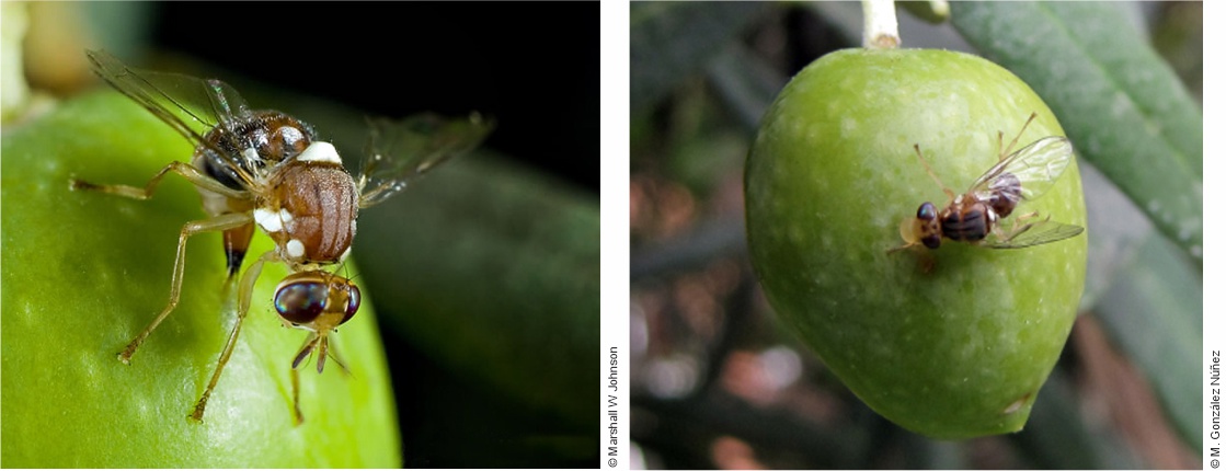 Adulto de Dacus (Bactrocera) oleae