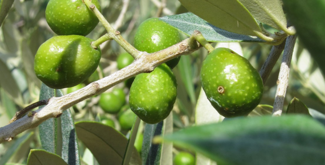 daños en el olivo